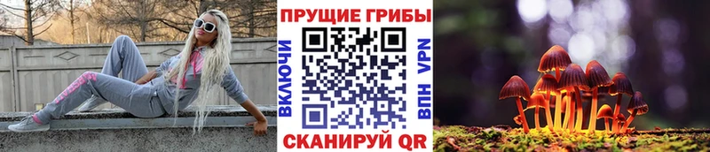 Псилоцибиновые грибы Cubensis Заводоуковск
